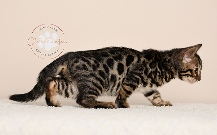 Bengal kitten for sale